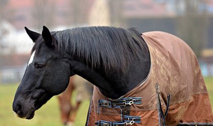 Horse with coat