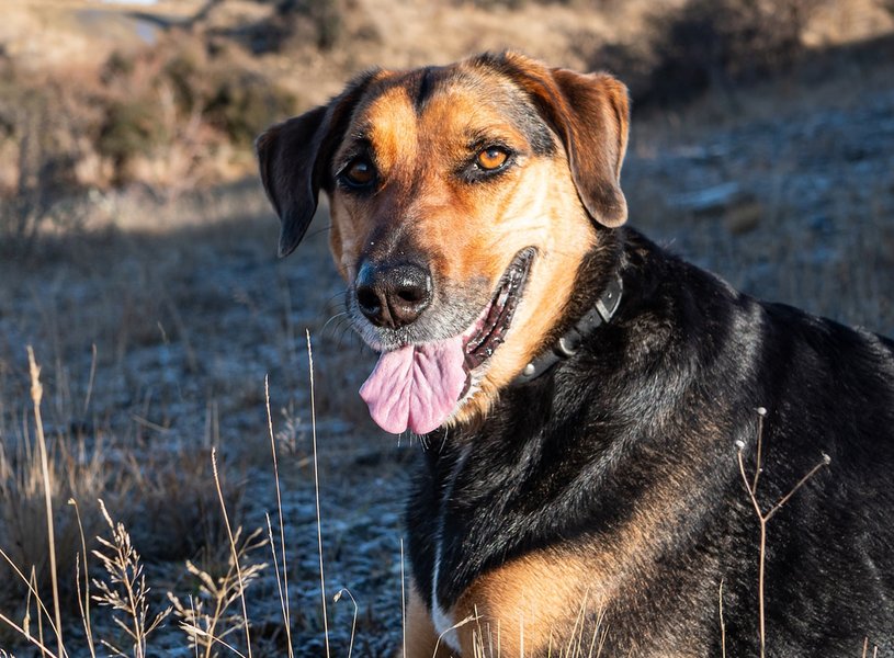 Decoding the DNA of working farm dogs for welfare and performance