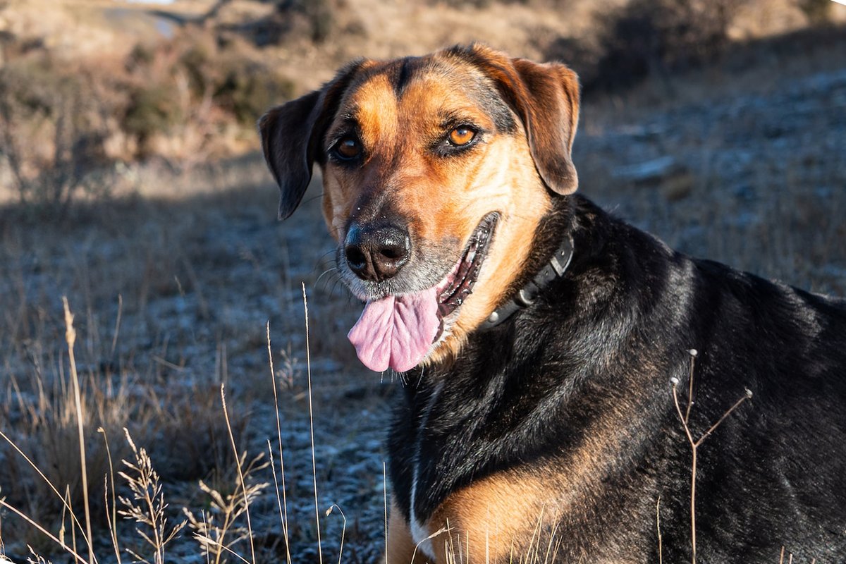 Project aims to take Kiwi farm dogs from good to great - Vimarsana News