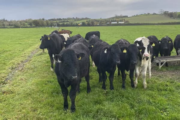 group of cows in a field