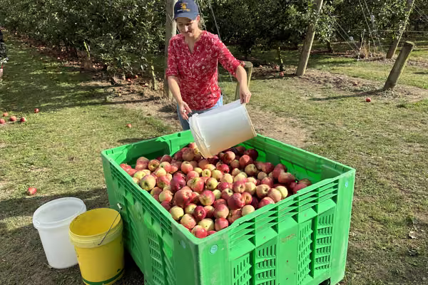 lady pouring bucket of apples into large crate
