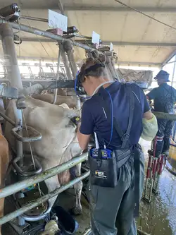 Ingrid scans a cow on site at a Dairy Farm