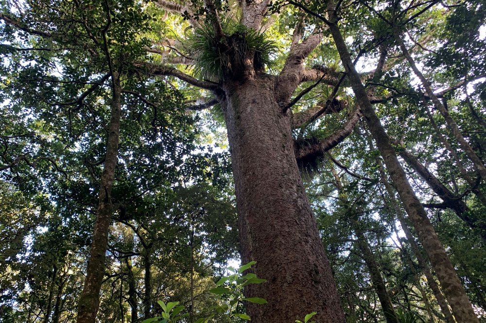 Researchers unveil important tool in the battle against kauri dieback