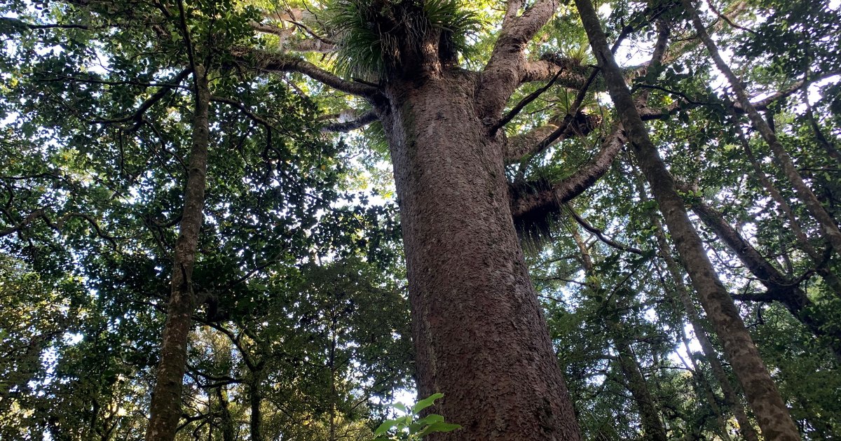 Researchers unveil important tool in the battle against kauri dieback