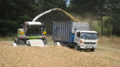 Grain harvester and truck