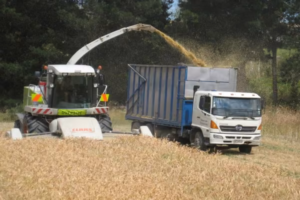Grain harvester and truck