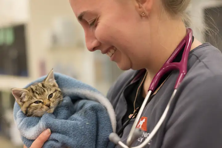 A Kitten being treated at Massey Vet Teaching Hospital