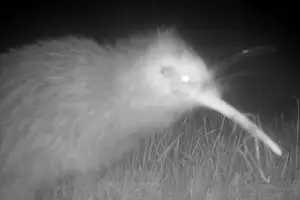 kit caught on night camera in orchard