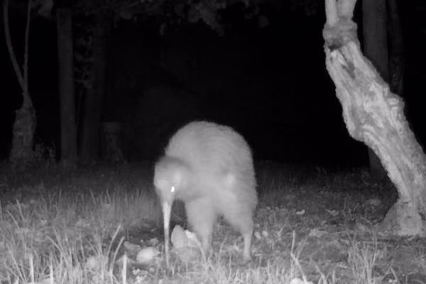 kiwi caught on night camera in orchard