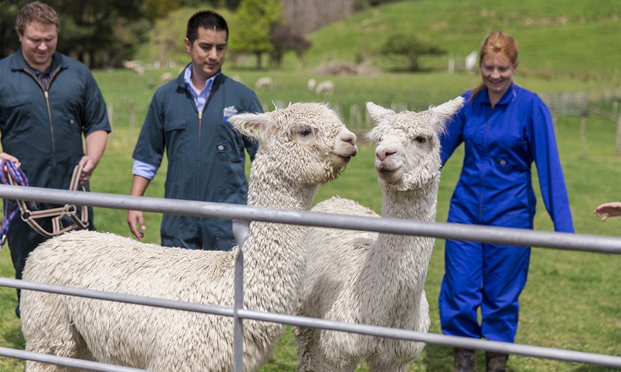 Study veterinary science - Massey University