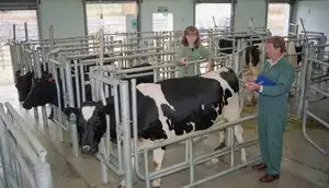 Cows in a fenced indoor area