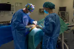 Surgical Procedure at Massey Vet Teaching Hospital
