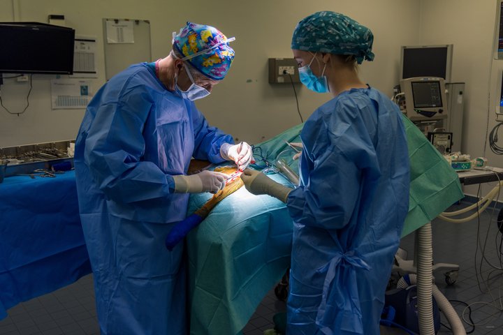 Surgical Procedure at Massey Vet Teaching Hospital