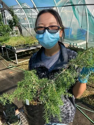 Postgraduate student Su Liu holding a juniper plant