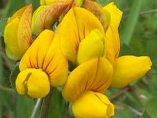 Photo of the lotus flower