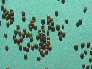 Photo of lotus seeds