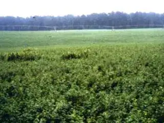 Photo taken near Atlanta, Georgia, USA, of a field of lucerne.