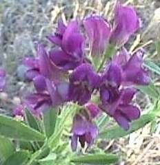 Photo of Lucerne in flower