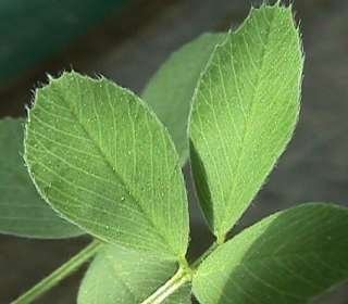 Photo of the Lucerne leaf