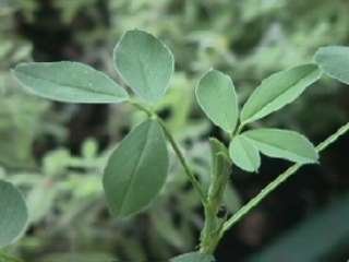 Photo of lucern stalk and leaves