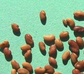 Photo of Lucerne seeds