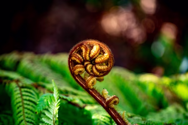 The Ministry of Business, Innovation and Employment has awarded three Massey University research projects nearly $640,000 from the Te Pūnaha Hihiko: Vision Mātauranga Capability Fund.