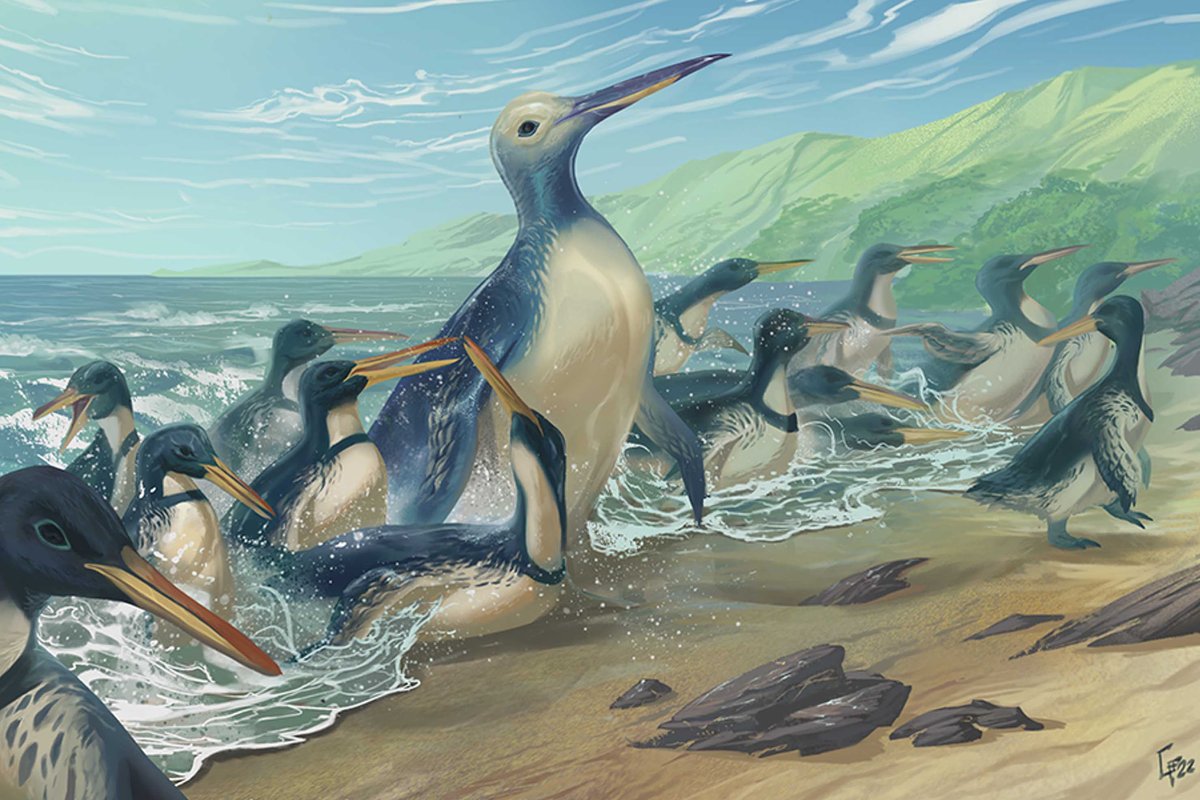 Discovery of largest-known penguin species reveals significant evolutionary insight - Vimarsana News