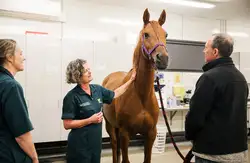 Massey Vets with horse