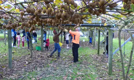 People picking kiwifruit