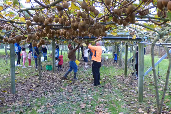 People picking kiwifruit
