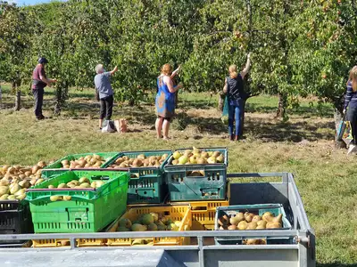Picking pears