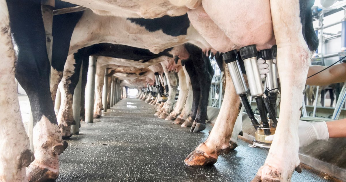 New study finds once-a-day milking affects protein proportions - Massey ...