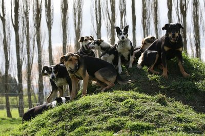 A photo of a pack of working farm dogs sitting on a grassy knoll