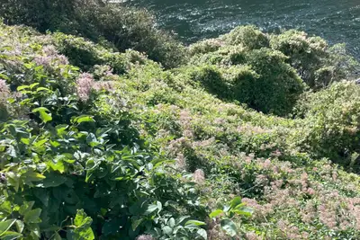 Old man's beard clambering over vegetation near a river.