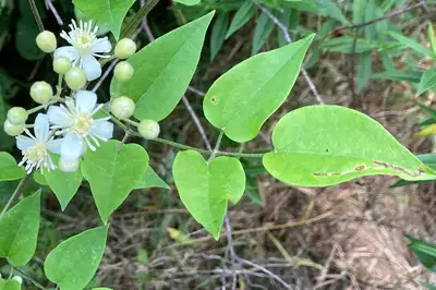 Old man's beard leaf and flowers