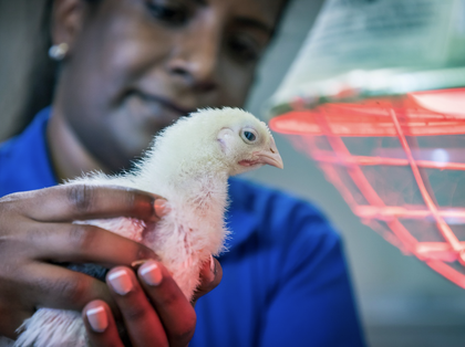Photo of a baby chicken hatched in an incubator.