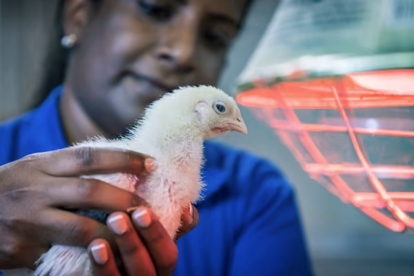 Photo of a baby chicken hatched in an incubator.