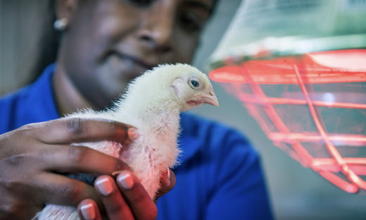 Photo of a baby chicken hatched in an incubator.