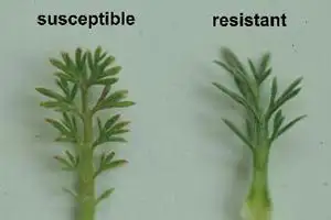Onehunga weed comparison of resistant and susceptible to herbicides.