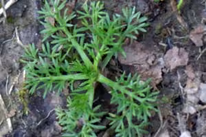 Onehunga weed leaves.