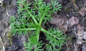 Onehunga weed leaves.