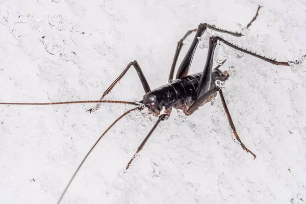 Weta