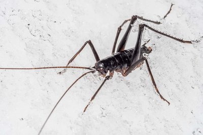 Researchers discover six new species of New Zealand wētā - Vimarsana News