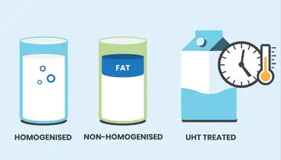 Graphic displaying the processed milk study