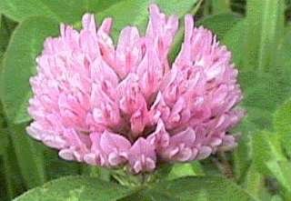 Photo of the Red Clover flower