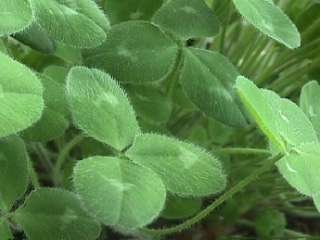 Photo of the leaves of a Red Clover plant