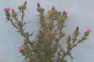 Scotch thistle (botanical name: Cirsium vulgare)