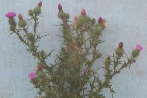 Scotch thistle (botanical name: Cirsium vulgare)