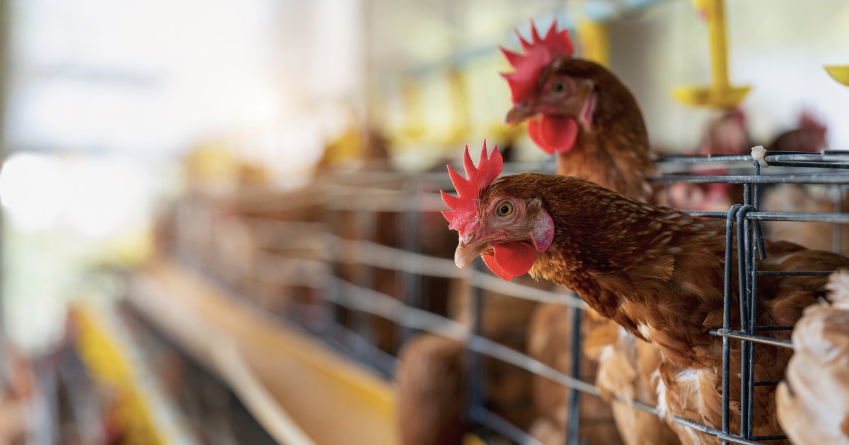 A high‑risk bird flu strain is circling the globe. How prepared is NZ ...