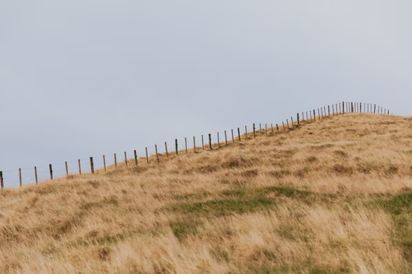 paddock of dry grass